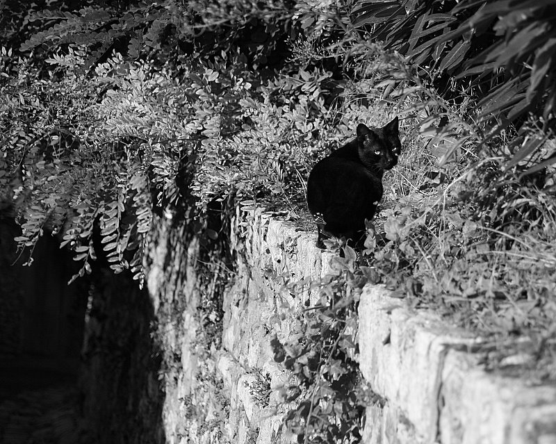 Фото жизнь (light) - . - Зверьё моё. - Говорят, не повезёт...