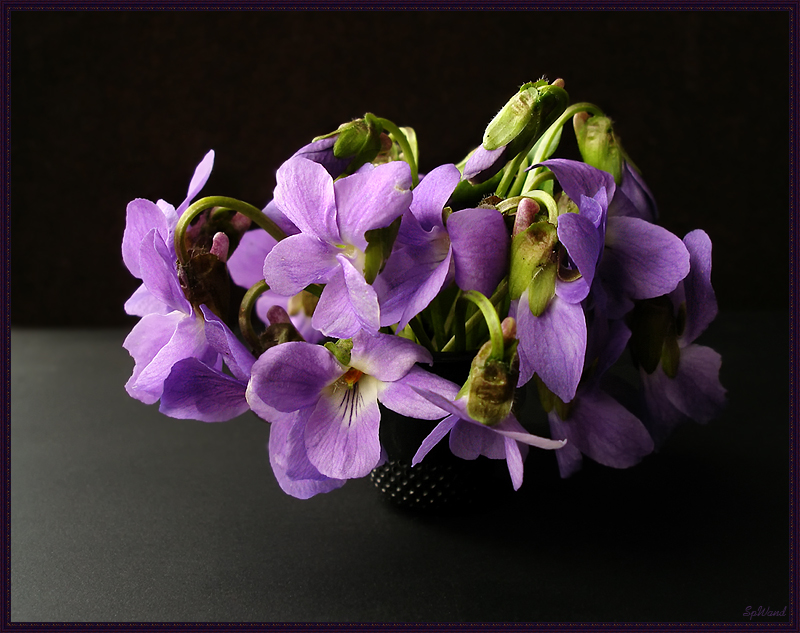 Фото жизнь - spwand - Цветы  - Букет в напёрстке-5 (Viola hirta L.)
