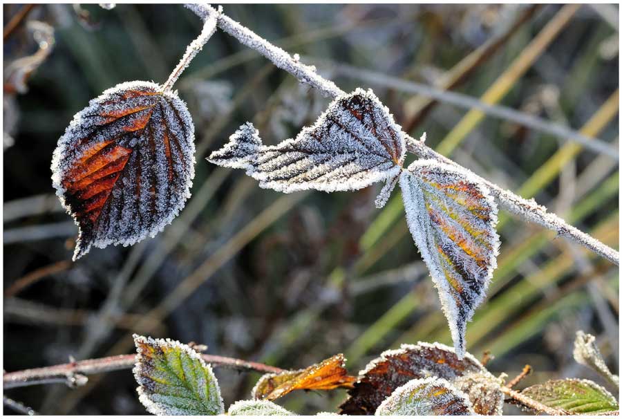 Фото жизнь - foalex - Пейзаж,природа - Зимняя бабочка