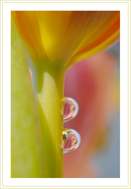 Фото жизнь (light) - chark - корневой каталог - Зимняя фантазия тюльпана :)