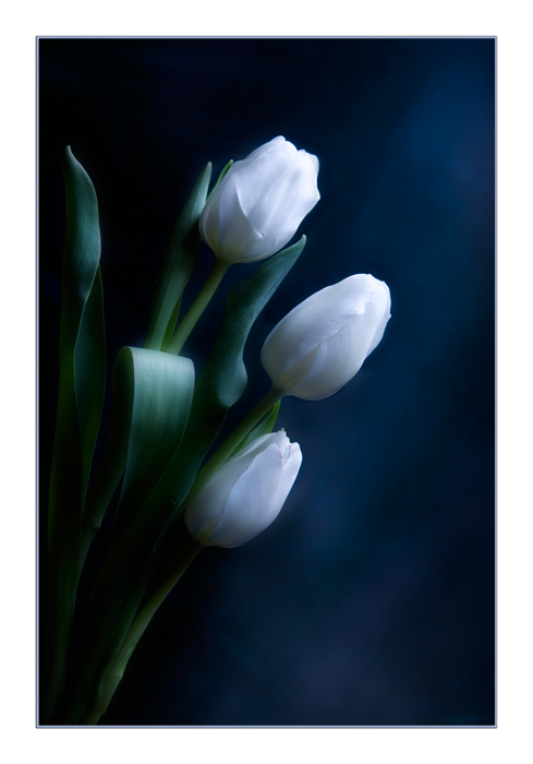Фото жизнь (light) - Melonik - Flowers and Still life - И опять о красоте тюльпанов