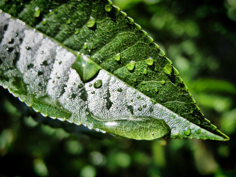 Фото жизнь (light) - GoloS - корневой каталог - Летний дождь