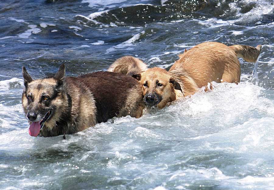 Фото жизнь - yuart - Животные - Морские собаки