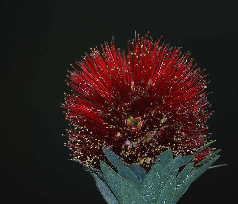 Фото жизнь (light) - kuchum13 - Растения, насекомые, мелкая живность, ракушки, камушки - цветок южного кустарника