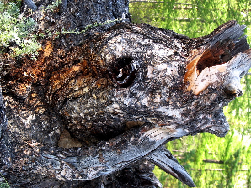 Фото жизнь (light) - yalini - Причуды природы - "Золотая рыбка