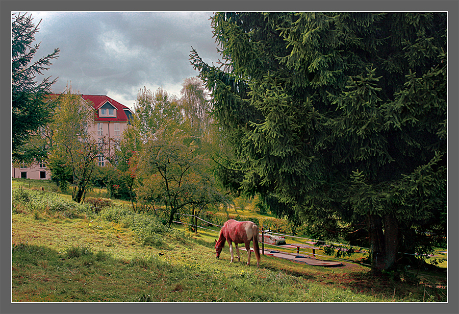 Фото жизнь (light) - Valziwa - корневой каталог - Красный конь