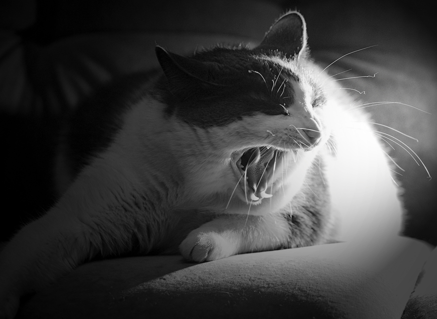 Фото жизнь (light) - Glen_Ord - корневой каталог - кошкофото