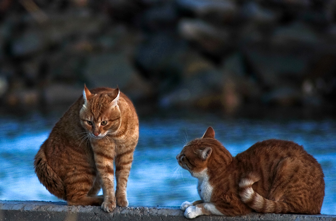 Фото жизнь - kuchum13 - животные - однажды вечером коты