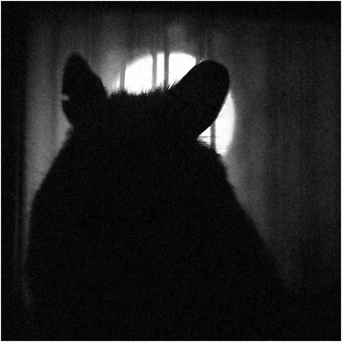 Фото жизнь (light) - alkonon - Хомяк - Мечты