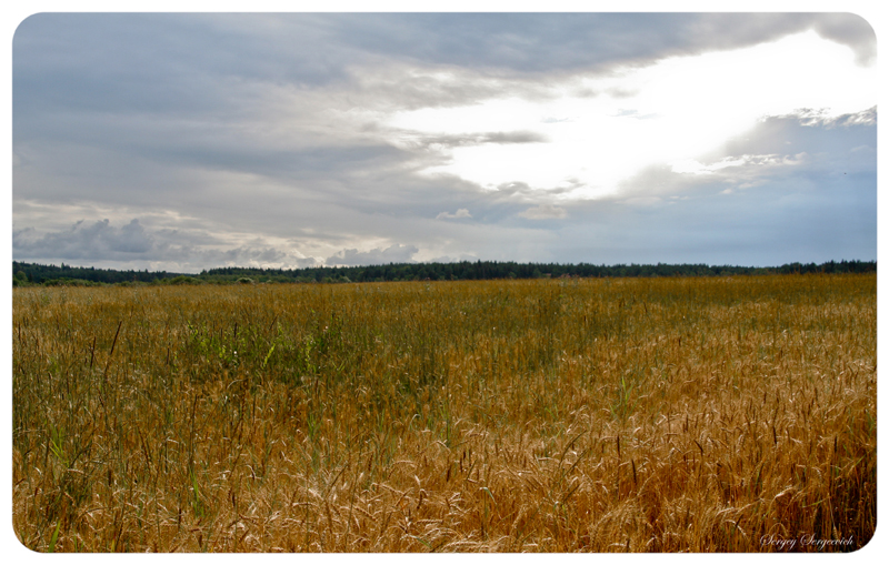 Фото жизнь (light) - Sergey_Sergeevich - Природа - Русское поле