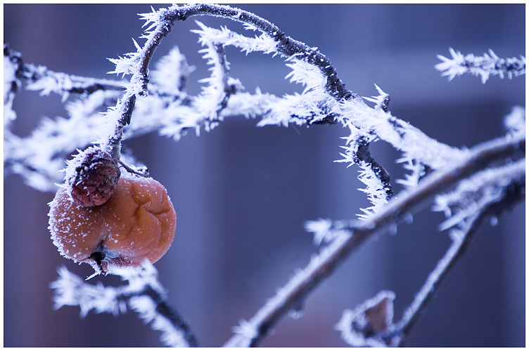 Фото жизнь (light) - oxlamoonka - nature - snow apple