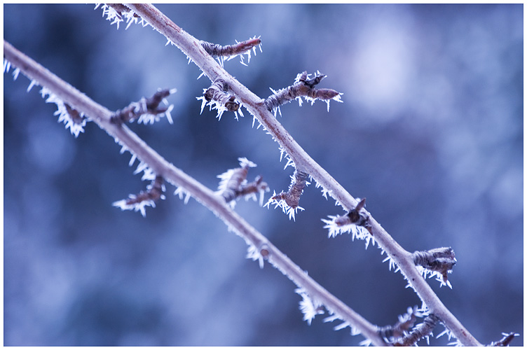 Фото жизнь (light) - oxlamoonka - nature - ***