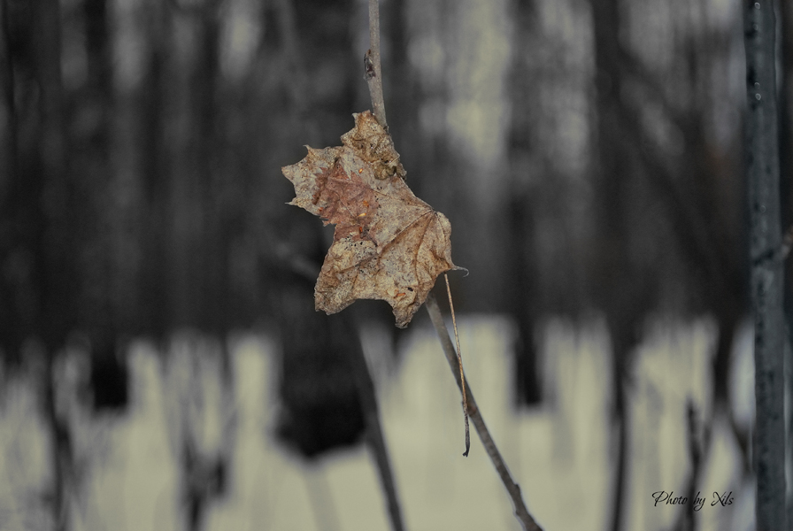 Фото жизнь (light) - Xils - ANIMALS and NATURE - .