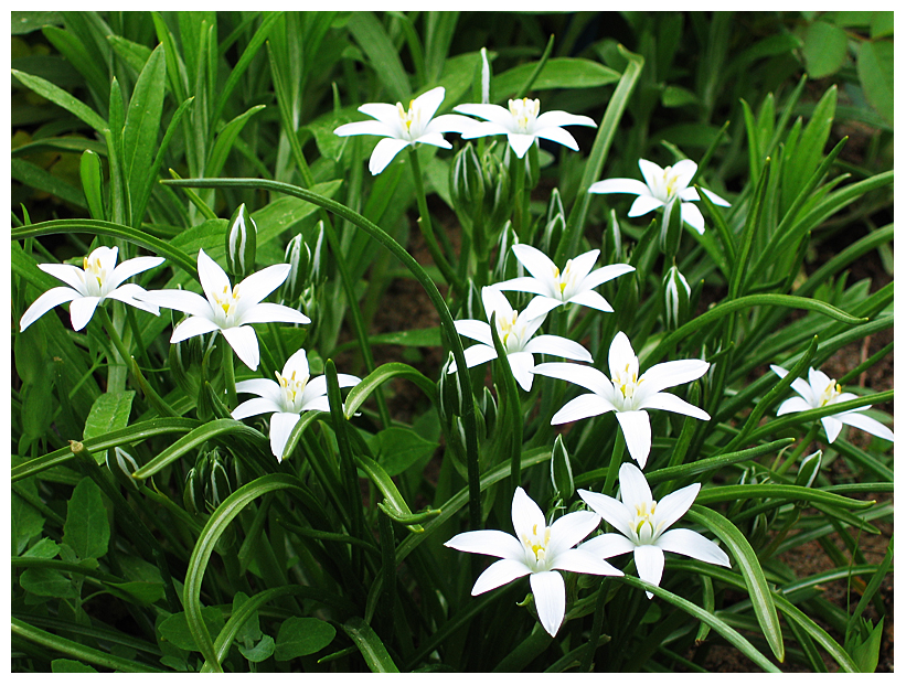 Фото жизнь (light) - filips - Цветы - Птицемлечник