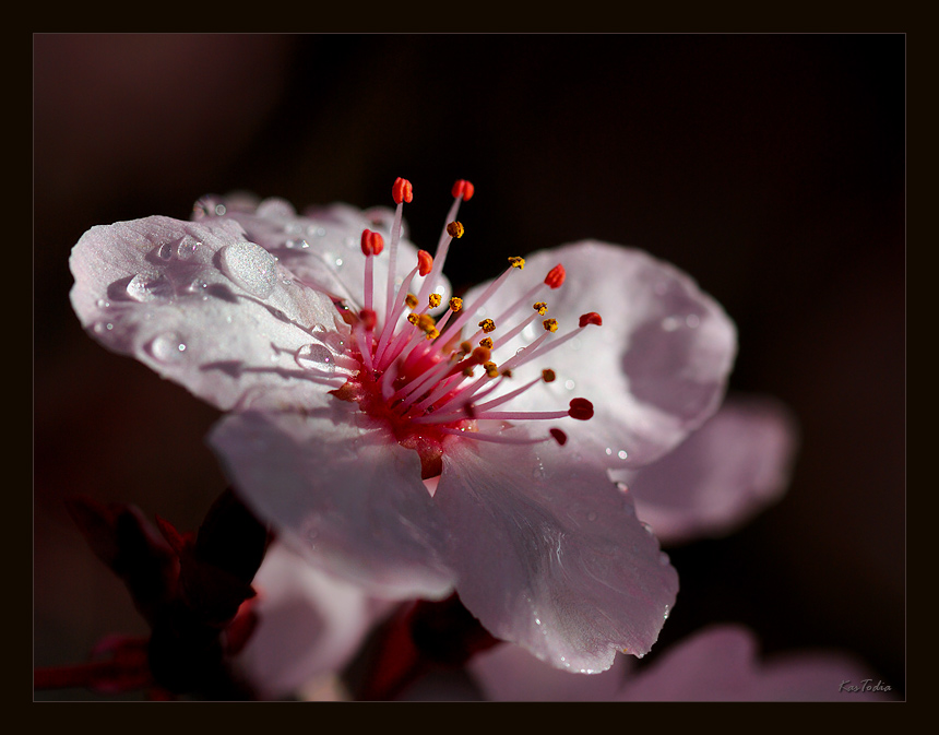 Фото жизнь - KasTodia - Флора - Цветок Сливы
