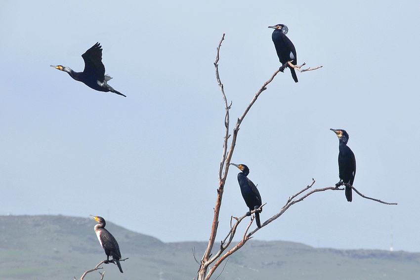 Фото жизнь (light) - prilev - Летать рожденные...! - Как провожают корморанов - совсем не так, как...