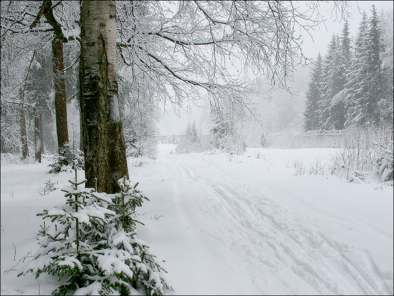 Фото жизнь (light) - nattti - корневой каталог - ***