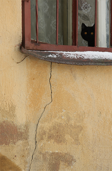 Фото жизнь (light) - Ольга Енаева - братья меньшие - котенок по имени Гав