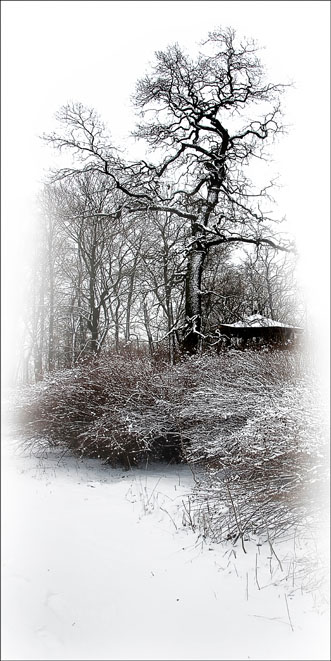 Фото жизнь (light) - mongochtosau - корневой каталог - зимний этюд