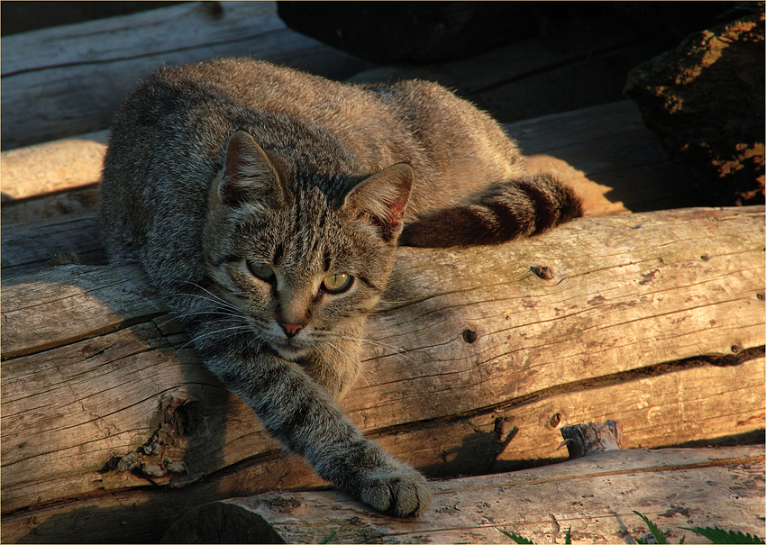 Фото жизнь (light) - Куликова Ирина  - корневой каталог - Хищник :))