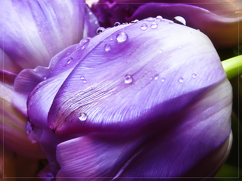 Фото жизнь (light) - Smyslova Olesia - Тюльпаны - весна!!!!!!!!!!!!!