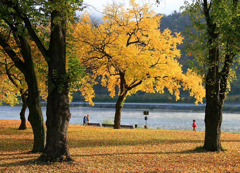 Фото жизнь - Eugenia - На Рейне - Осень на Рейне