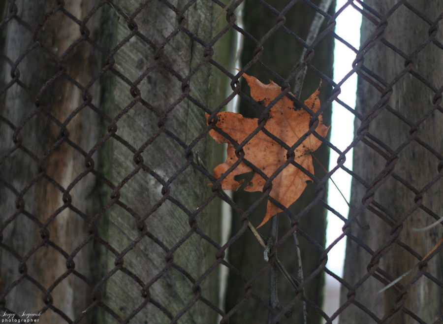 Фото жизнь (light) - Sergey_Sergeevich - Природа - Без названия.