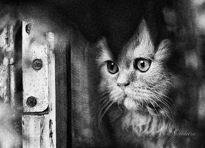 Фото жизнь (light) - Наталья Кузнецова - домашние животные - рыжий взгляд
