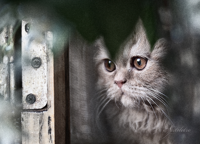 Фото жизнь - Наталья Кузнецова - домашние животные - рыжий взгляд