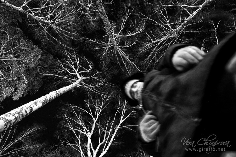 Фото жизнь (light) - Вера Чупрова - корневой каталог - деревья в лесу