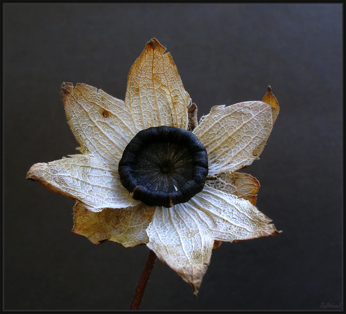 Фото жизнь (light) - SpWand - Макро_природа - Сонет №66