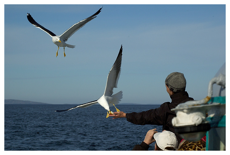 Фото жизнь - Passerby_Andrew - Соловки - Чайки Белого моря