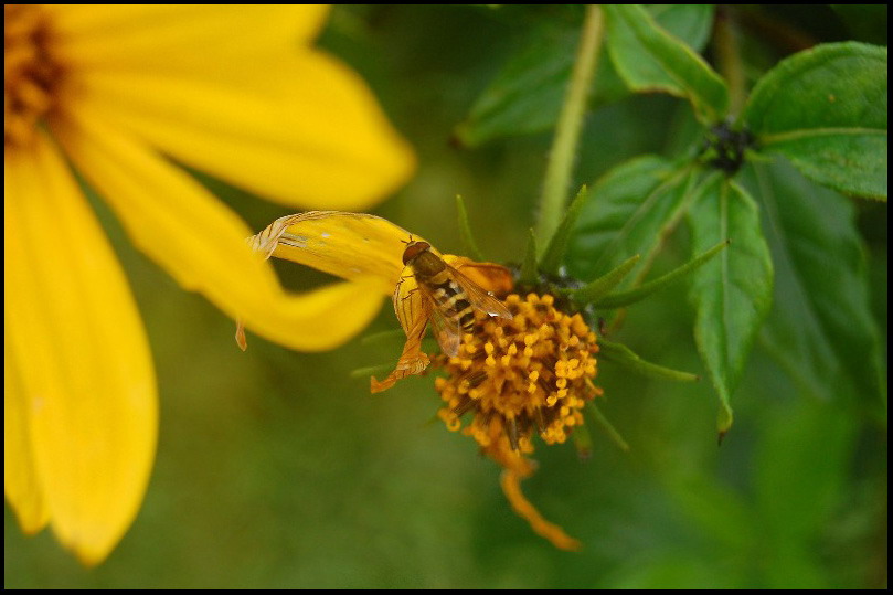 Фото жизнь (light) - Fly - корневой каталог - Пчел