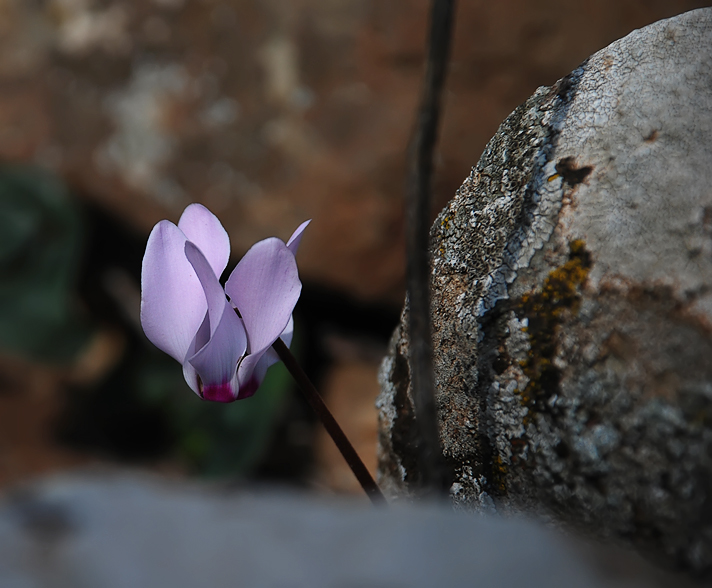 Фото жизнь (light) - kuchum13 - Растения, насекомые, мелкая живность, ракушки, камушки - Здесь на камнях растут фиалки