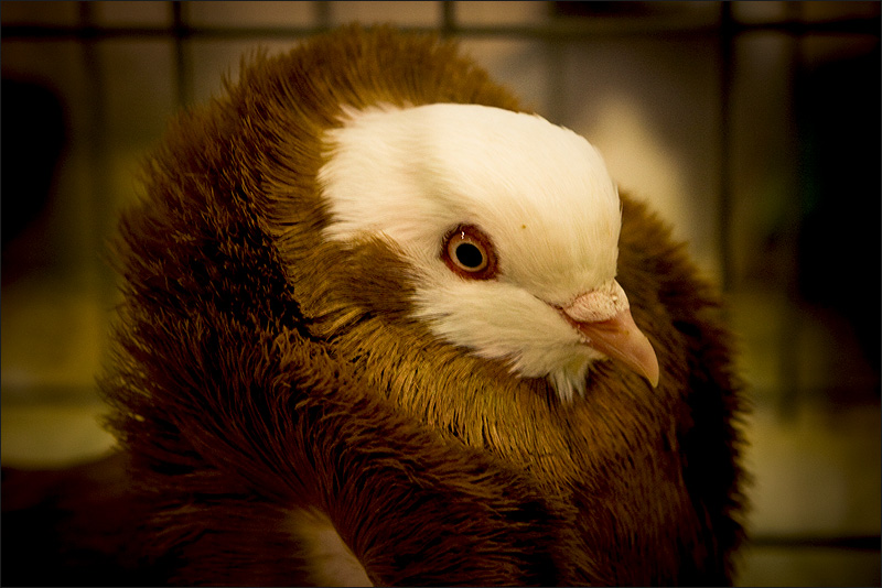Фото жизнь (light) - mawrucha - корневой каталог - портрет голубки
