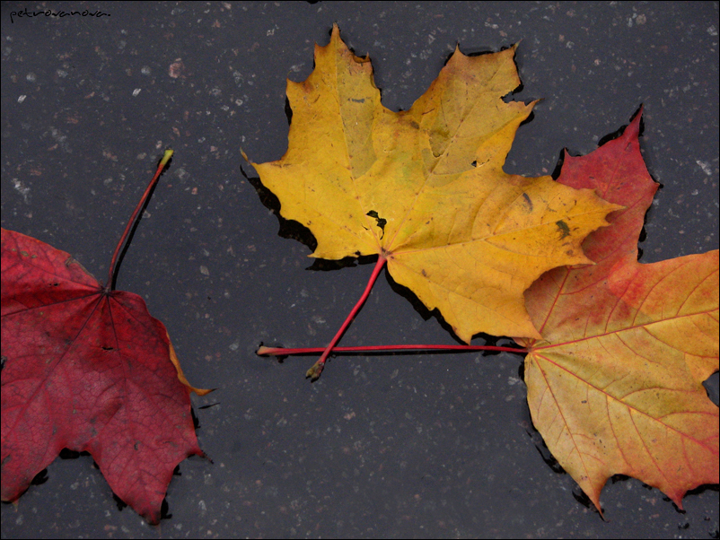 Фото жизнь (light) - Алла Петрованова - Это только фотографии - Les Feuilles Mortes
