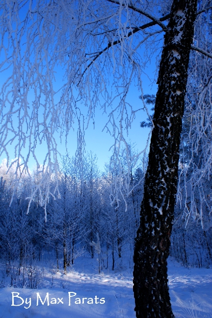 Фото жизнь - Парац Максим - Снежная сказка - Зимние краски деревьев