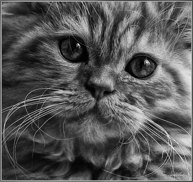 Фото жизнь (light) - Наталья Кузнецова - домашние животные - кот