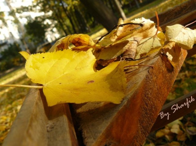 Фото жизнь (light) - Nastta - корневой каталог - листья