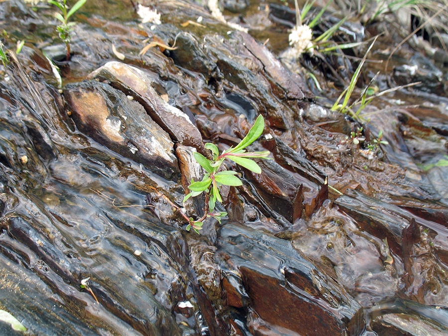 Little water plant
