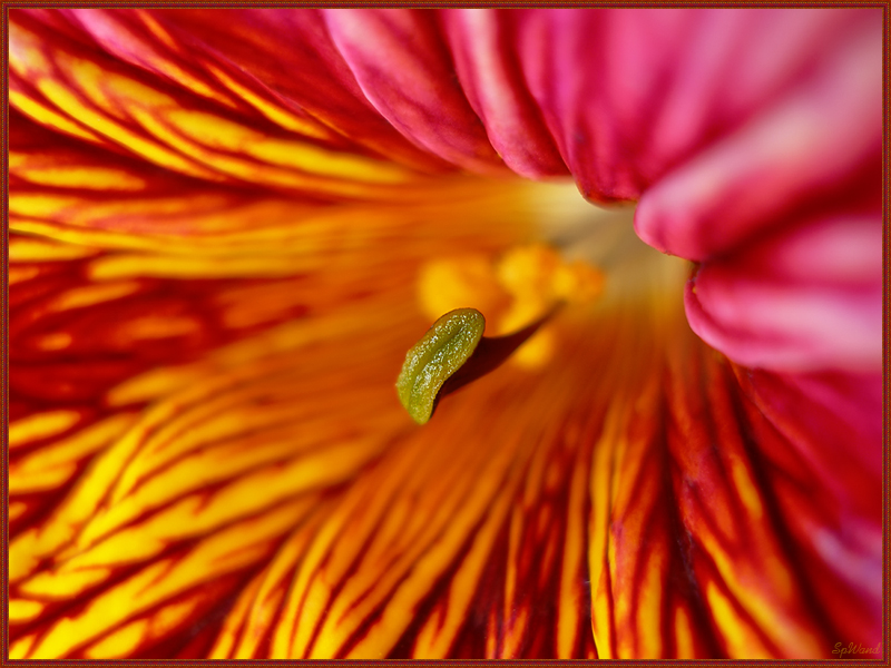 Фото жизнь (light) - spwand - Цветы  - С весенним праздником