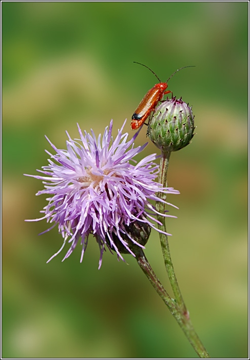 Мне не поесть - летать охота!