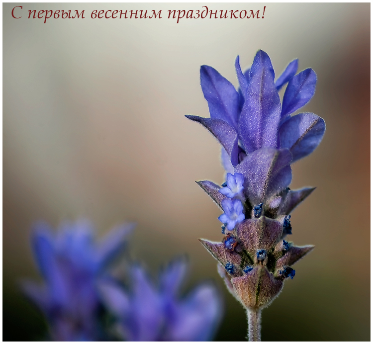 Фото жизнь (light) - kuchum13 - Растения, насекомые, мелкая живность, ракушки, камушки - Весенний цветок "Розмарин"