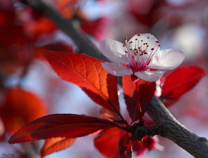 Фото жизнь - KasTodia - Флора - Краски Весны
