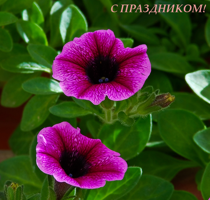 Фото жизнь (light) - kuchum13 - Растения, насекомые, мелкая живность, ракушки, камушки - С праздником!