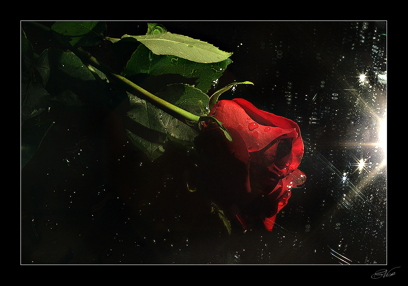 Фото жизнь (light) - Vesa - = World Around = - ___