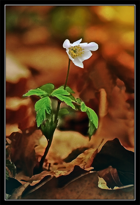 Фото жизнь (light) - Valziwa - корневой каталог - Вальс цветка