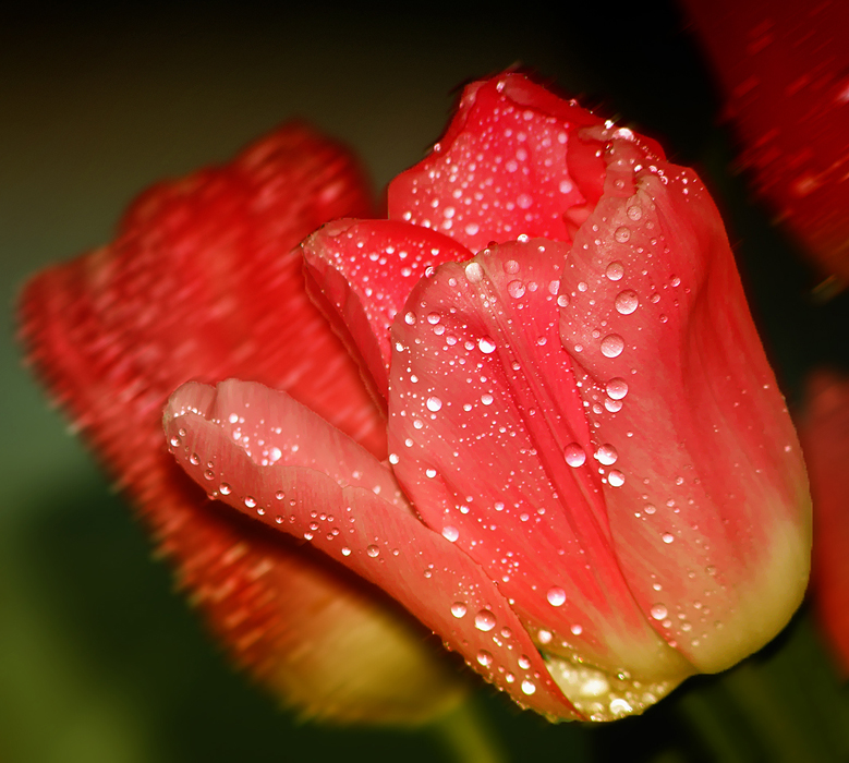 Фото жизнь - emunilkin - природа - тюльпан