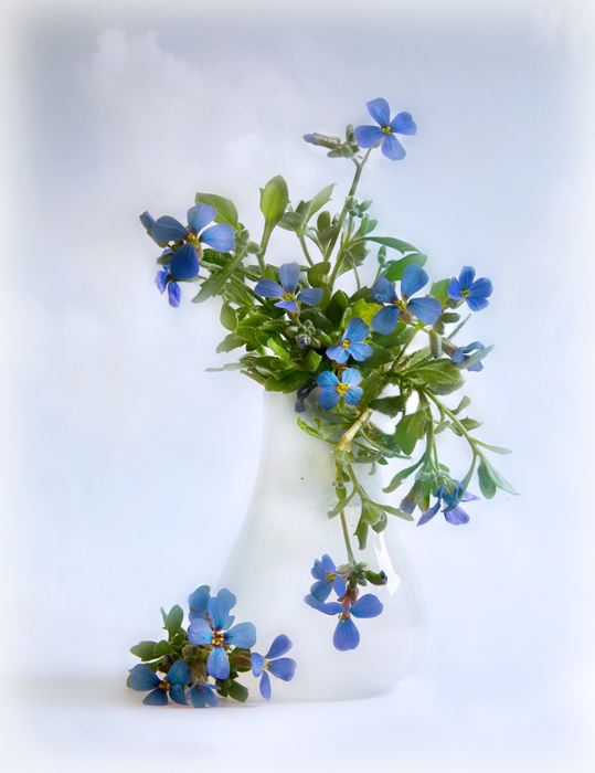 Фото жизнь - Melonik - Flowers and Still life - Сентиментальность
