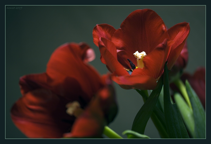 Фото жизнь (light) - Tatiana - корневой каталог - Тюльпаны